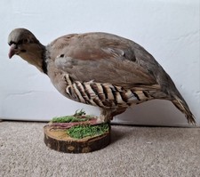 Taxidermy Red Legged Partridge On Wooden Base