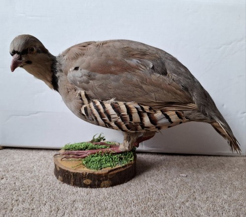 Taxidermy red legged partridge - taxidermy,