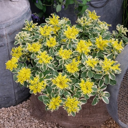 Sedum atlanta plug plant - 3,