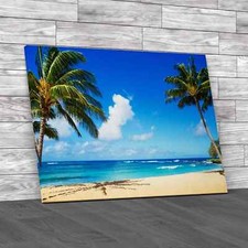 Coconut Palm Tree In Hawaii