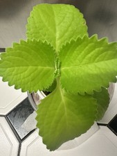 Spanish Thyme, Broad Leaf