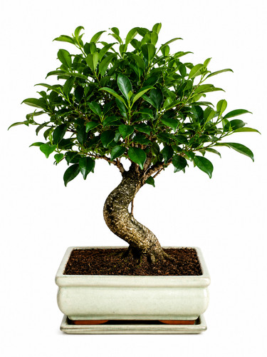 Ficus microcarpa bonsai tree - ficus,