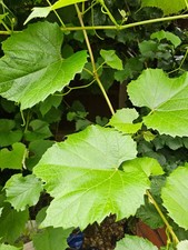 Grape Vine Cuttings Black  Zilga Organic Cuttings x 3  -