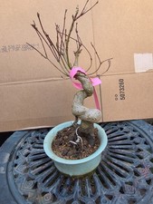 triangular maple, sugar maple