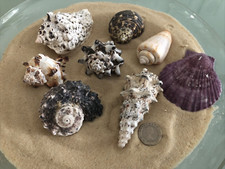 Conch snail exotic beach sea - 8,