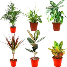 Indoor Plants Real, Mix of 6 House Plants in 12cm Pots, Real Plants to Grow