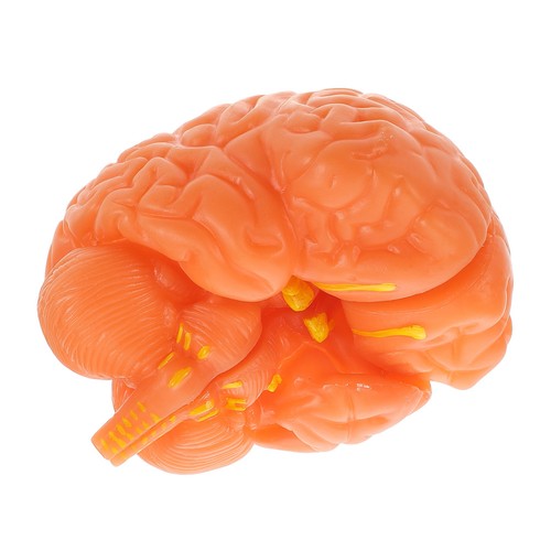 Stem toys anatomy - toys, model