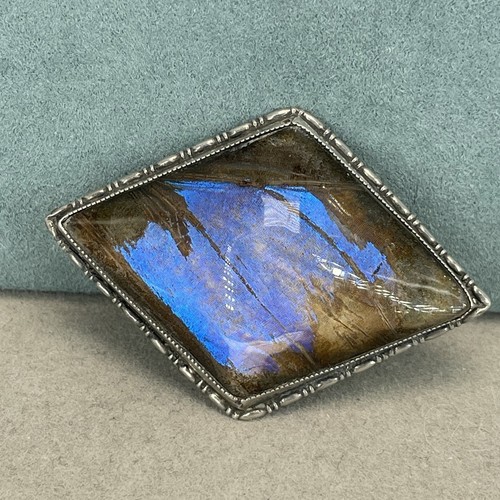 Vintage morpho butterfly - butterfly, wing
