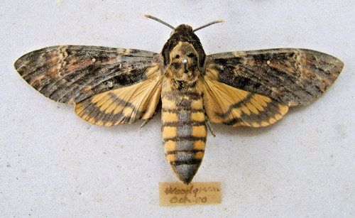 Rare migrant death head hawk - rare,