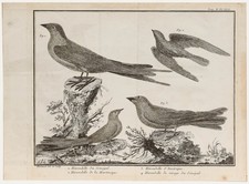 Francois-Nicolas Martinet (1731-1804) - Engraving, Red-Breasted Merganser