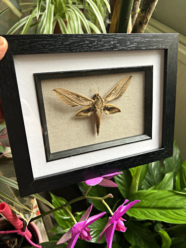 Genuine rhesus hawk moth - hawk,