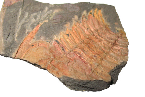 Cambrian trilobite fossil - trilobite,