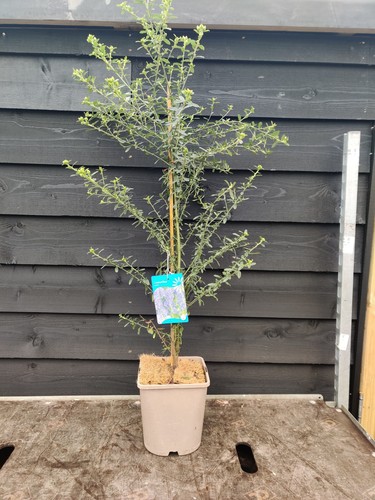 Ceanothus conchae 5 - 'conchae', 4.5
