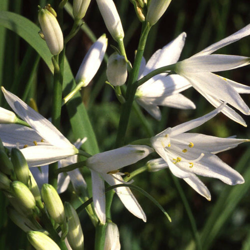Anthericum liliago st - anthericum, 'st