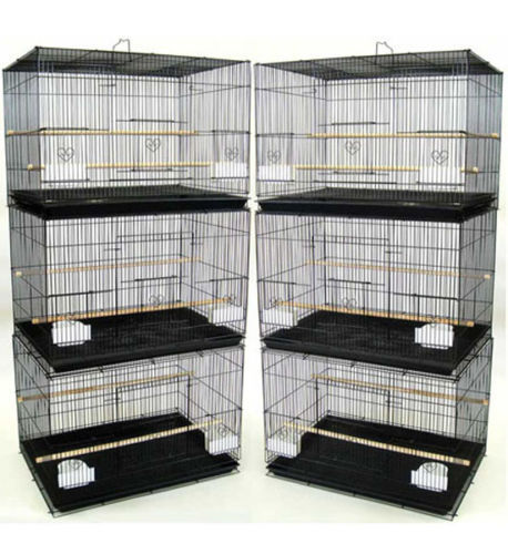 Lot aviary canary - lot, of
