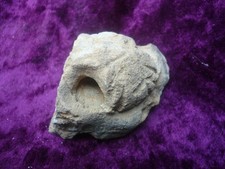 Fossilized  sea urchin/echinoid 76)