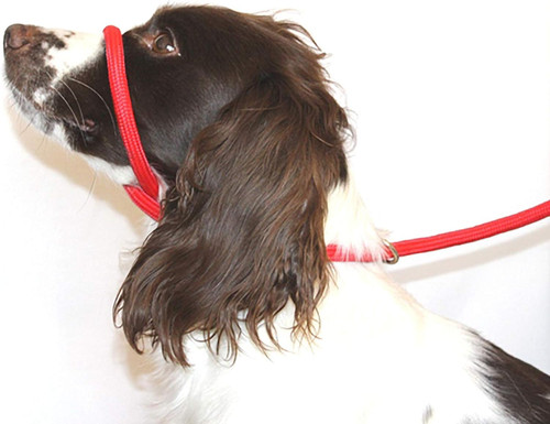 Figure dog lead anti pull - of,
