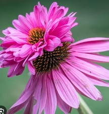 Echinacea double decker 1 - echinacea, in