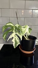 Monstera Delisciosa Half Moon
