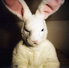 Georgias Horse - Mammoth