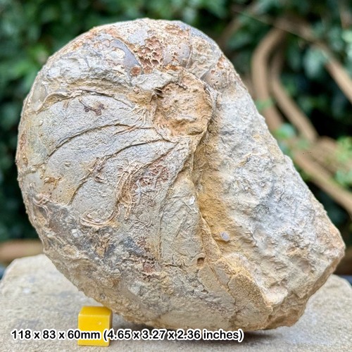 Cenoceras fossil nautilus - cenoceras,