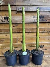 Large Musa Basjoo Fully Hardy Banana Fruit Tree 60-80cm Tall in a 3 Litre Pot