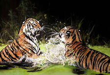 Tigers ! - Original Large