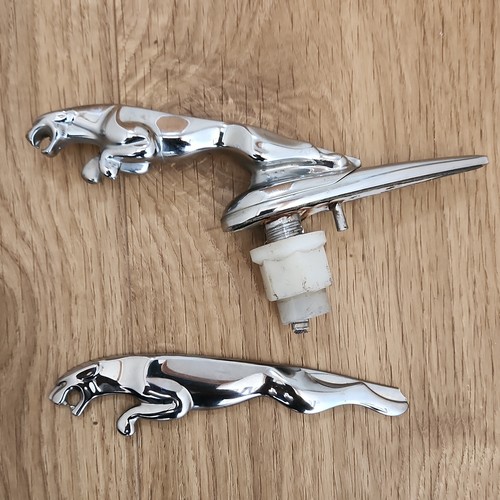 Jaguar leaping cat - jaguar, &