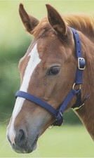 Shires ARMA Navy Blue Adjustable Foal Headcollar 