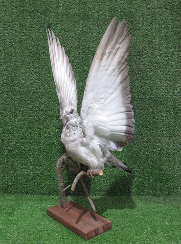Wings perched brown white - wings,