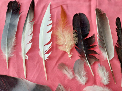 Natural feathers free - feathers, 16