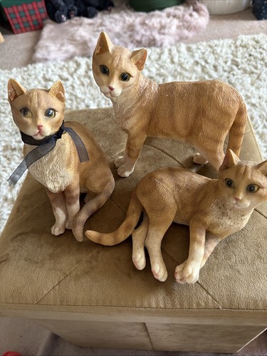Family ginger cats - of,