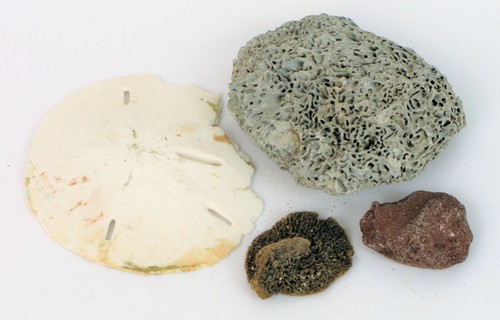 Vtg natural coral aquarium - coral,