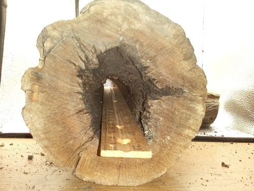 Hollow oak log for - oak,