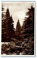 Postcard Bodnant Gardens Wales The Pinetum real photo
