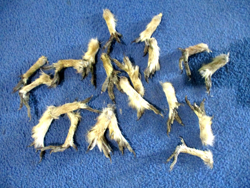Real feet sharptail grouse - feet,