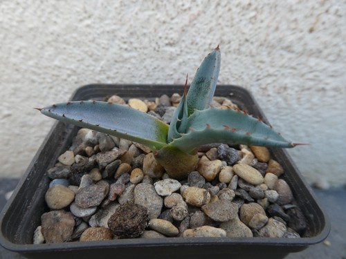 Agave parrasana shown in - agave, parrasana,