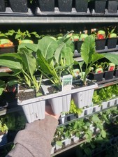 Mixed Vegetable 36 Plant Pack