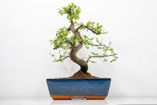 Bonsai Chinese Elm 25cm Blue
