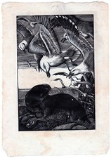 Tunnicliffe: Greymuzzle on