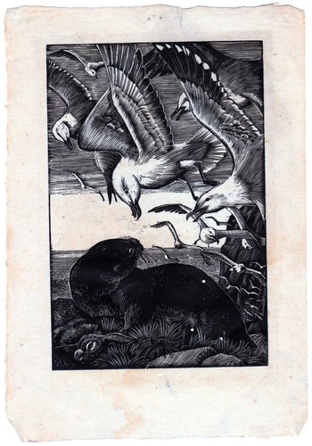 Tunnicliffe greymuzzle on - tunnicliffe:,