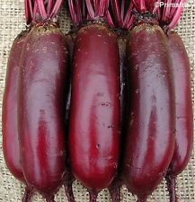 ORGANIC BEETROOT CYLINDRA  400 FINEST SEEDS