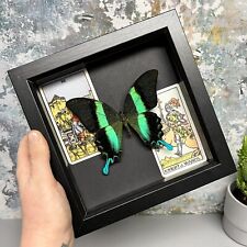 Real Green Peacock Swallowtail