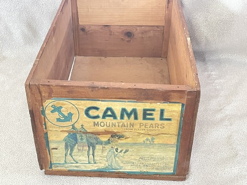 Vintage 1950 camel - 1950’s,
