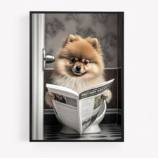 bathroom pomeranian dog on