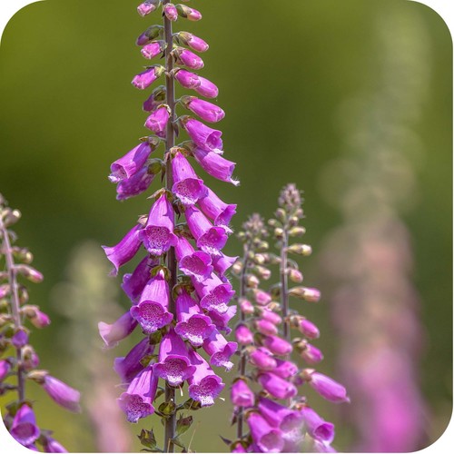 Woodland shaded wildflower - 24,