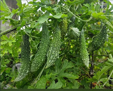 Bitter Gourd (Karela) Fresh Seeds 8 Pack,bitter Molon Best Quality Seeds 