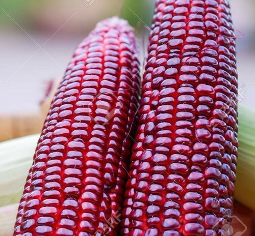 Heirloom red indian - red,