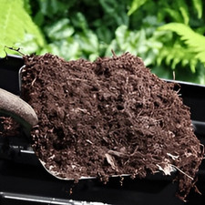 Mushroom compost organic soil - mushroom,