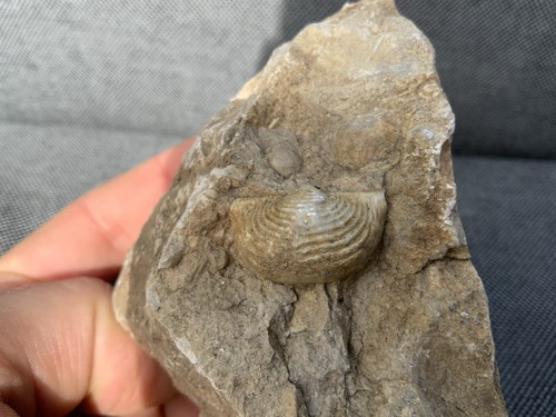 Jurassic fossil brachiopod - fossil,